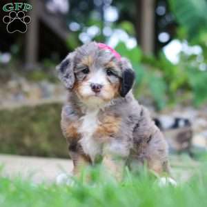 Margarita, Mini Bernedoodle Puppy